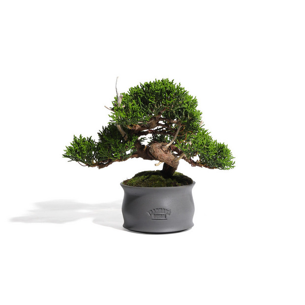 真柏 -Japanese Juniper- (推定樹齢30年)-M0015- 詳細画像